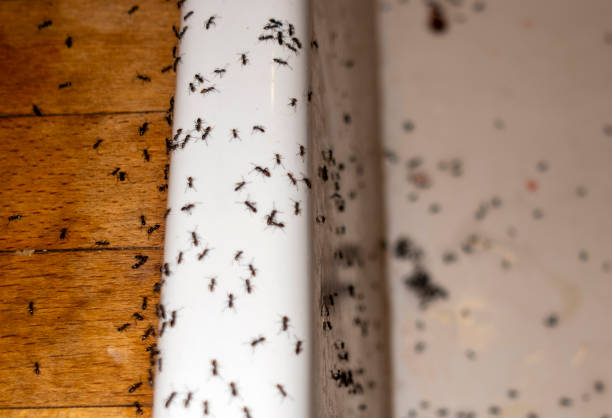 Flea Control Services in Longbranch, WA