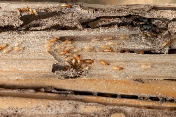 Best Mosquito Control Services  in Longbranch, WA