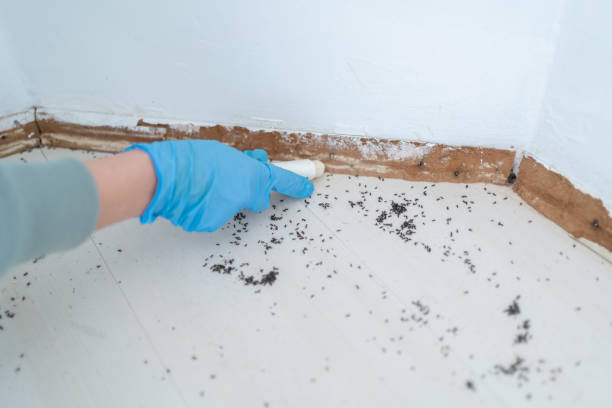 Best Pest Control Near Me  in Longbranch, WA